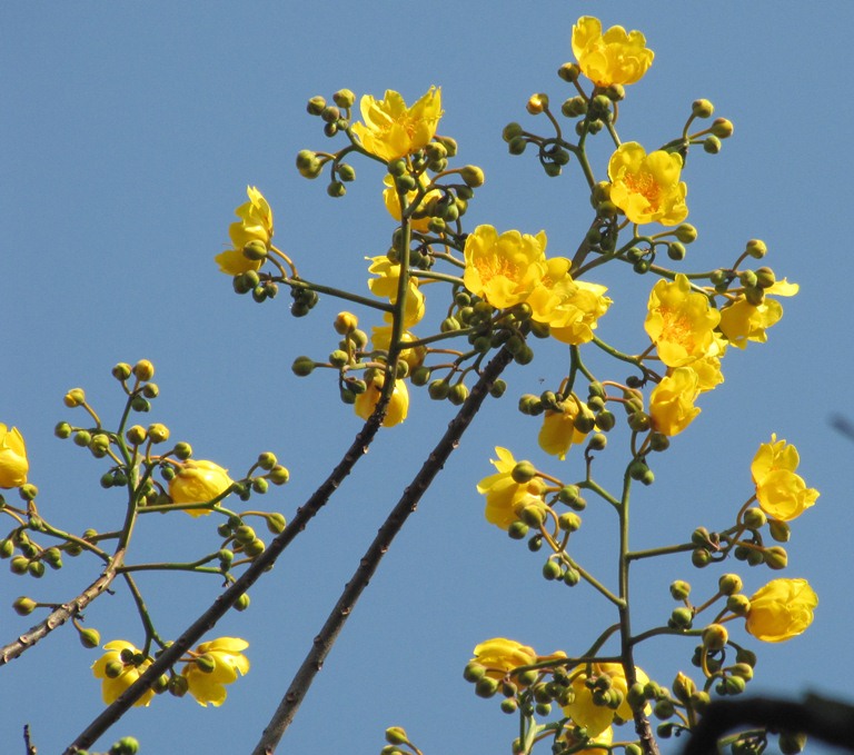 Cochlospermum religiosum eFlora of India